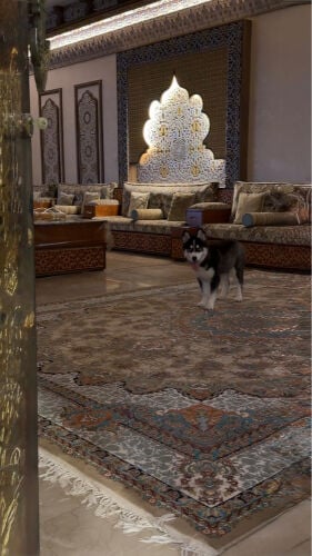 هاسكي