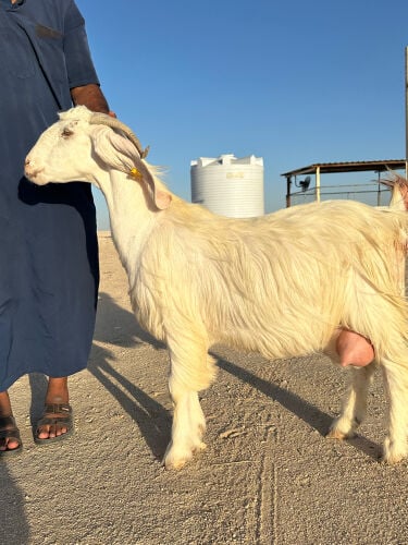 عرض فاخر 