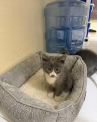 KITTEN FOR SALE
