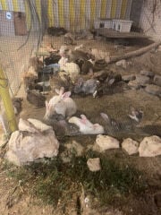 بيع ارانب جميع الاعمار الزوج 80