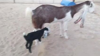 حجازية تحتها تيس