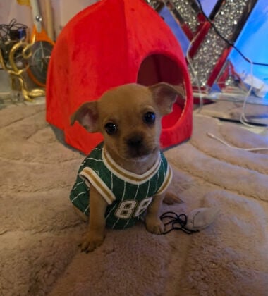 chihuahua 