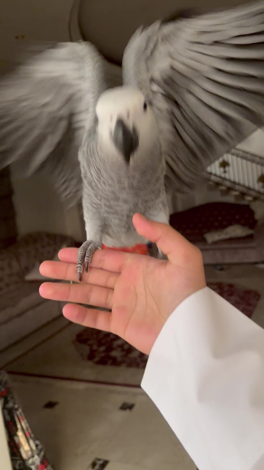 كاسكو هدد داخلي 