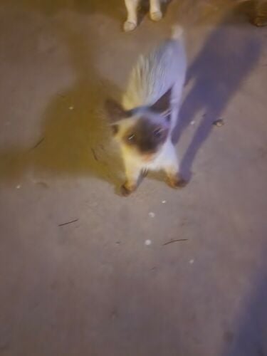 An original cat