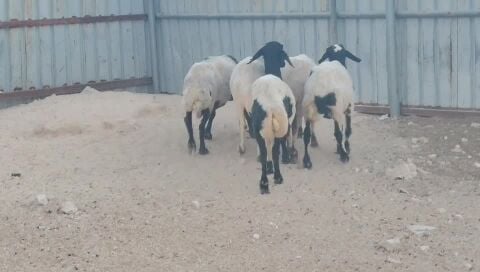للبيع شوهات سورية طيبه