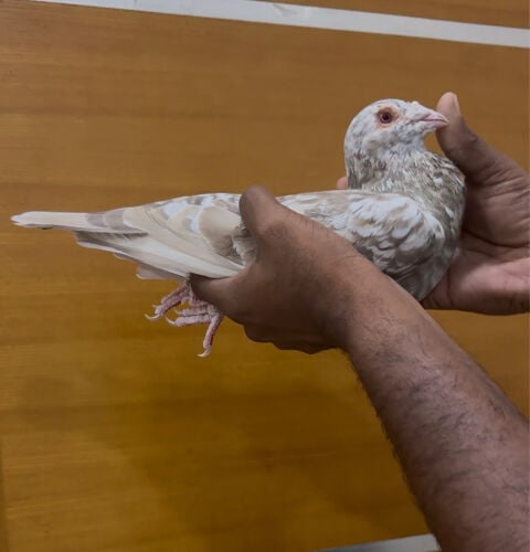 Almond Zajal breedingmale for sale.