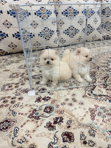 كلب بوميريان بيور. مع اوراقه 