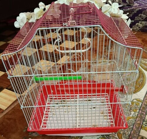 birds cages for sale