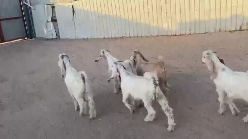 تيوس عوارض بيض فل شحم 