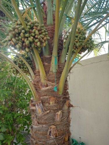 Sharif al Baloshi