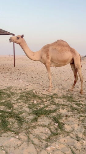 بكر خلفه