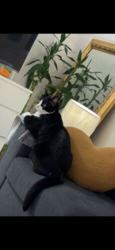 cat for adoption
