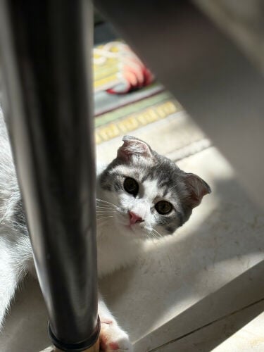 للتبني ٣ قطط