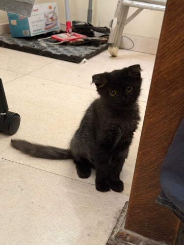 kitten for adoption 