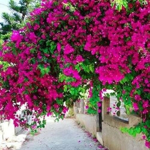 أم صلال محمد مزارع بالشهر