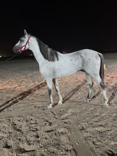 حصان عربي ريس 