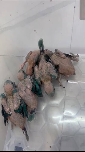 خمس فروخ درة ازرق 