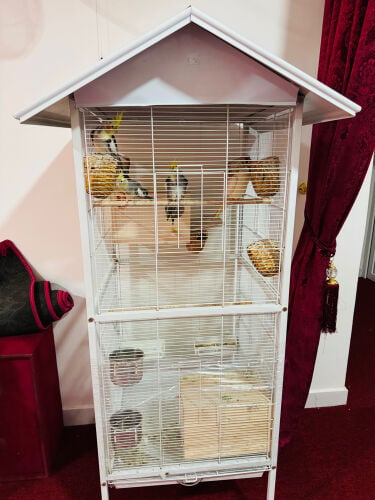 Cocktail parrots and big New Cage