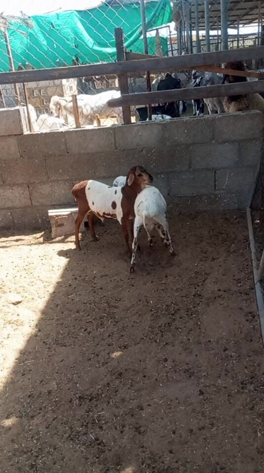 للبيع طليان برابر زبايح سمينه