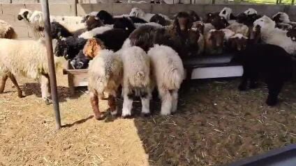Sheep 