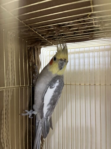 cockatiel
