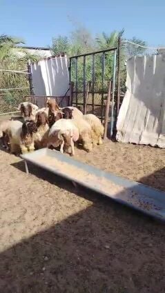 خرفان بلديه طيبه