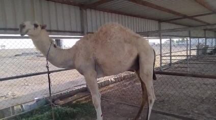 قعدان 