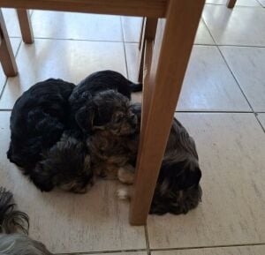 Morkie