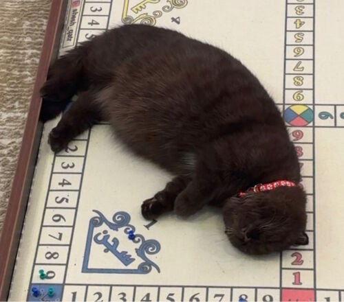 chocolate munchkin