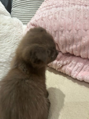 chocolate / brown Scottish cat