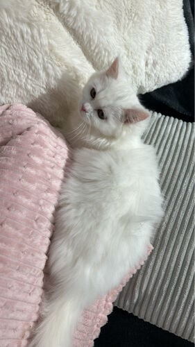 melia Turkish angora 