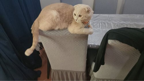 scottish male 9 month adoption 