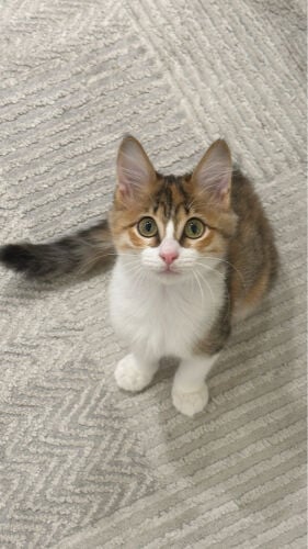 Cat for adoption / Moca