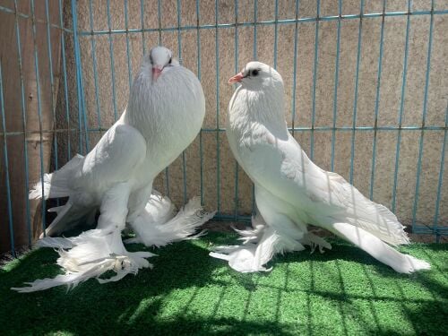 pouter breeding pair