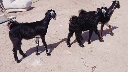 للبيع جمد طيبه