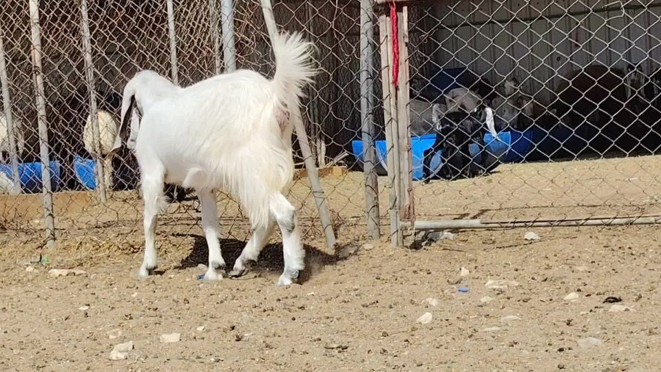 للبيع عنزه عارضي بيضاء دفيع واصل