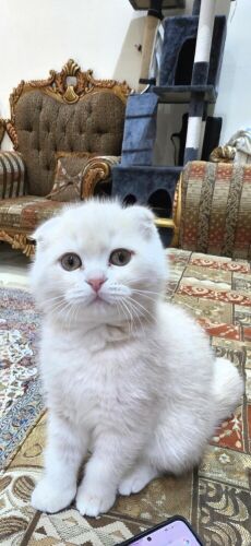 للبيع سكوتش فلود عمر شهرين