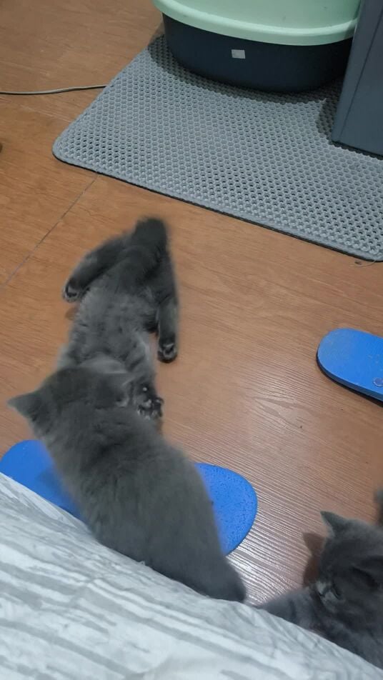 British Shorthair