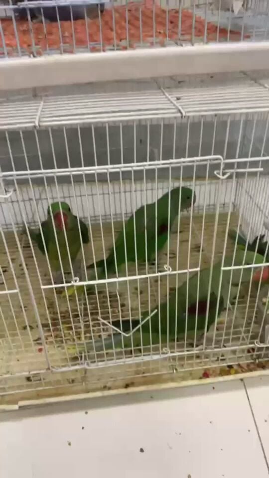 ذكور نيبالي نهاية غر 