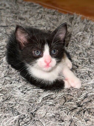 6 week old kitten for adoptions 