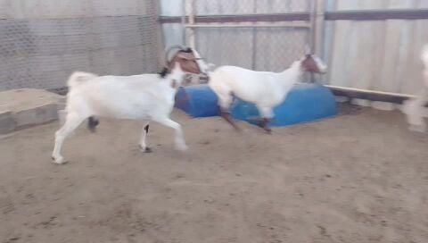 معزه عمانيات طيبه فيها دفيع