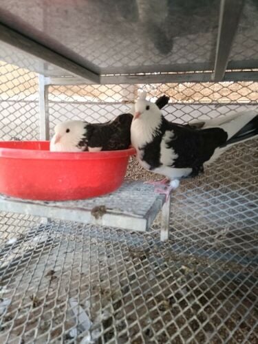Pigeon Farm Worker