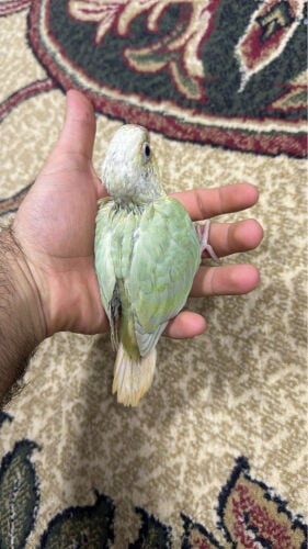 فرخ كنيور سبلت مون الوصف مهم