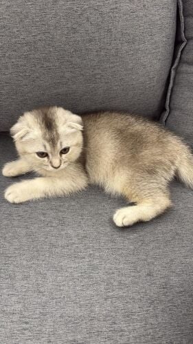 Male scottish fold kitten