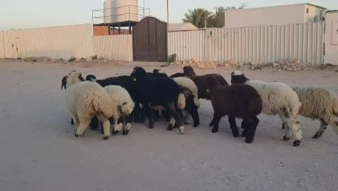 للبيع رخال بلدي وخرفان سمان