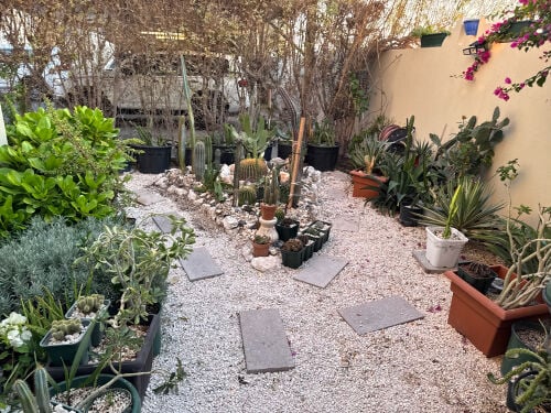 Cactus Plants