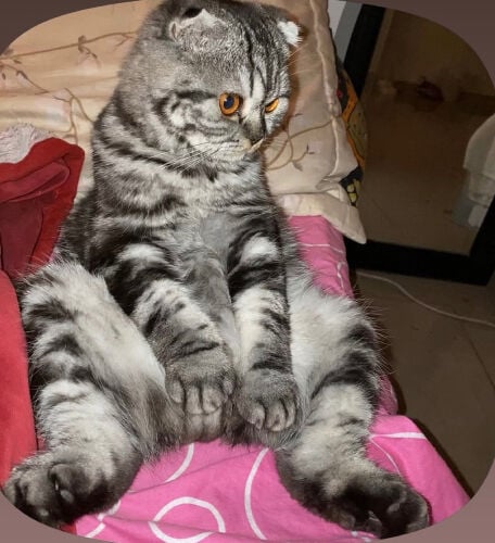 Scottish fold 