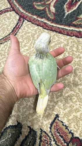 فرخ كنيور سبلت مون الوصف مهم