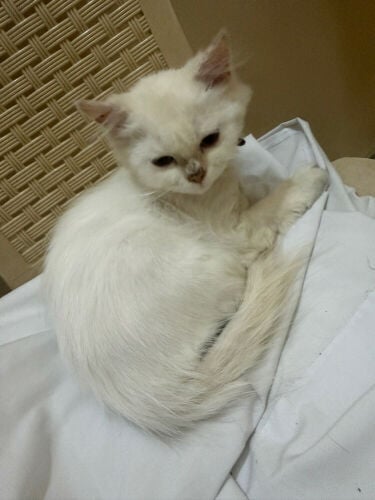 beautiful and gentle cat for sale