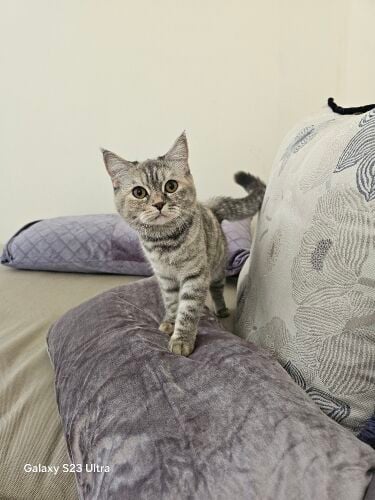 Scottish fold